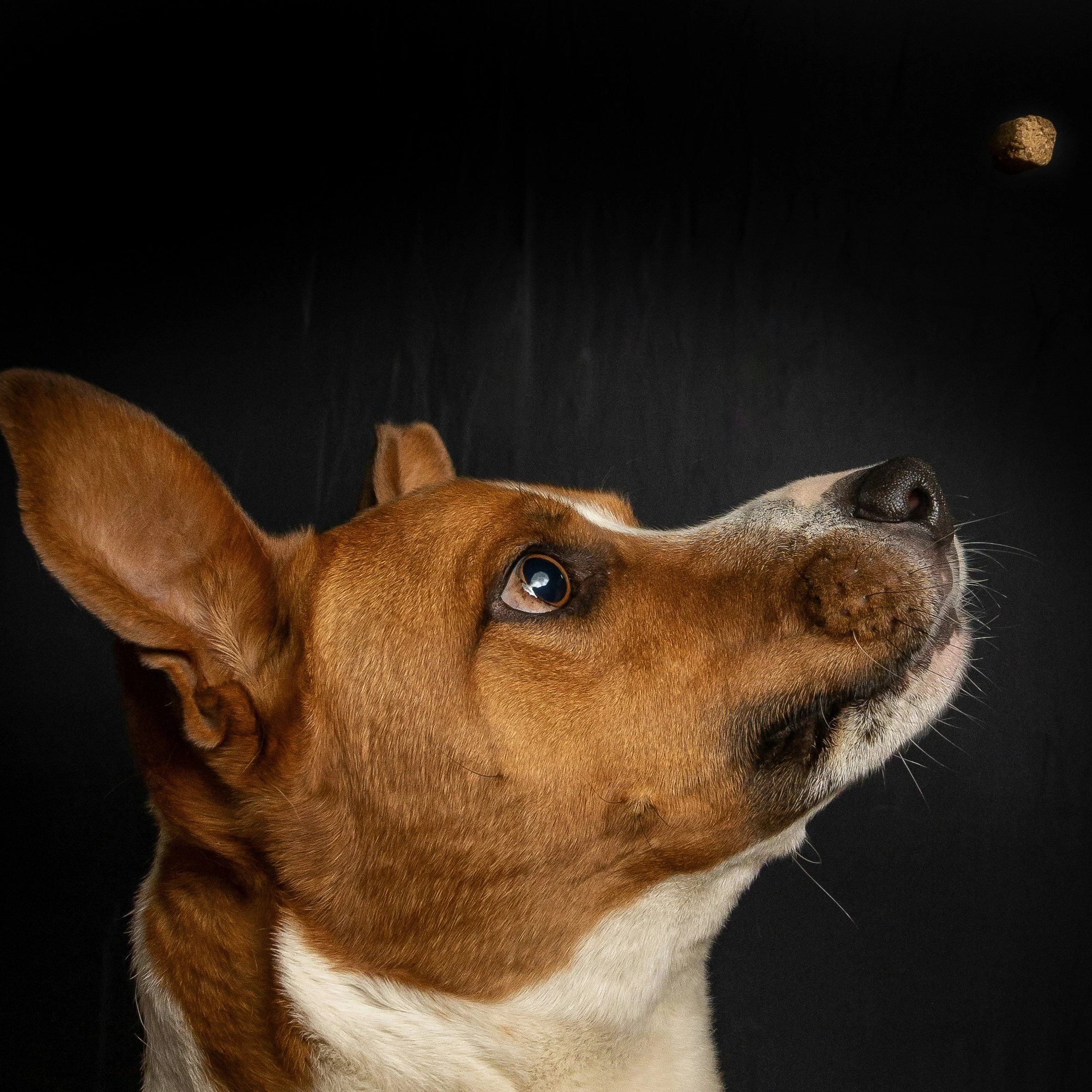 Purina Pro Plan Shop